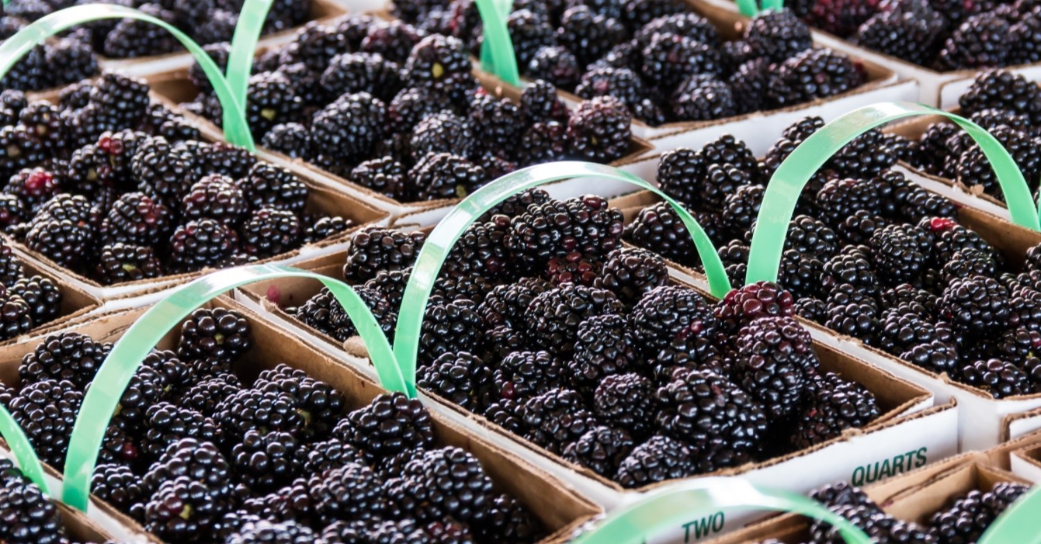 small baskets of fresh blackberries